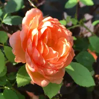 薔薇🪴「我が家の薔薇🪴」のアルバム-みんなの趣味の園芸1982784