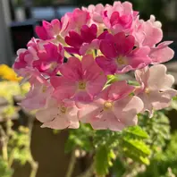 シレネ ピンクパンサー 花の下の提灯「我が家のお花達 2023年