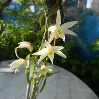 富貴蘭を庭の柿の木に着生させてみまし「植物あれこれ」のアルバム