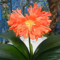 富貴蘭を庭の柿の木に着生させてみまし「植物あれこれ」のアルバム