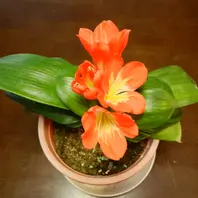 富貴蘭を庭の柿の木に着生させてみまし「植物あれこれ」のアルバム