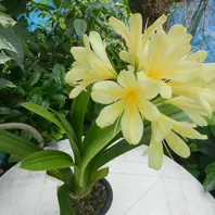 富貴蘭を庭の柿の木に着生させてみまし「植物あれこれ」のアルバム