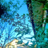 南天の実が少し赤くなって来ました。我が家の庭に咲く花達の写真