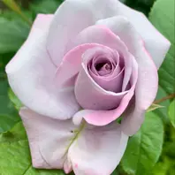 【ローズガーランド】薔薇紋 米国　スターリングシルバー　スプーン5本 銀・シルバー | Rosy Baby
