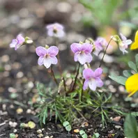紅花南山スミレ。花色が薄いのは日陰気「マイガーデン」のアルバム