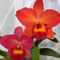 ミニカトレアラブフォート'ナツコ'「我が家のお花たち③'23春