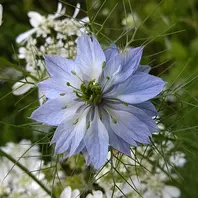 ニゲラこぼれ種のニゲラ。オルレアに「我が家のお花たち③'23
