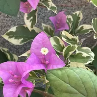 斑入り葉ブーゲンビリアピンク💓「20235～9月」のアルバム-みんなの