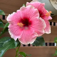 斑入り葉ブーゲンビリアピンク💓「20235～9月」のアルバム-みんなの