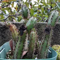 2016年に種まきした袖ヶ浦。下半身の腐「サボテン 多肉植物」の