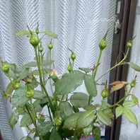 ミルチロカクタス仙人閣綴化◇*「可愛いお花＊*」のアルバム-みんなの