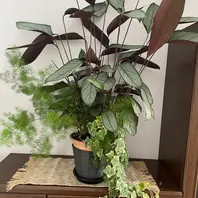 ☆ゆう☆です♪2点セット！ストレリチア　クテナンテ　グレイスター　セトサ 楽天市場】PLANCHU 観葉植物 クテナンテ グレイスター 6号鉢 受け皿