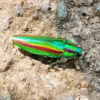 タマムシ(ヤマトタマムシ)色が綺麗だっ「shonanさんの山歩き