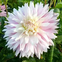 ダリアの球根　桜女王　他 桜女王「2023年ダリア」のアルバム-みんなの趣味の園芸2050534