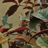 葉っぱの色が表と裏でこんなに違います「変わり者の鉢」のアルバム