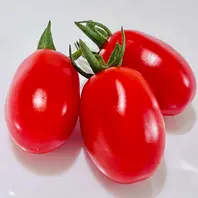 ミニトマト・アンジェレ🍅「ミニミニベジガーデンSeason5🎵」の