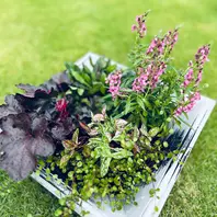 簡単寄せ植えポットのまま植えられま「寄植え」のアルバム-みんなの