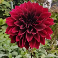 家の庭でダリア こまちがお出迎え。「花に？誘われて2」のアルバム