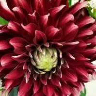 ダリアこまち大事に育てたいダリア「花に？誘われて2」のアルバム