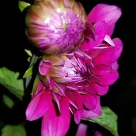 ダリアこまち大事に育てたいダリア「花に？誘われて2」のアルバム