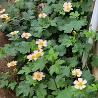 マルバストラムの写真-みんなの趣味の園芸2228384