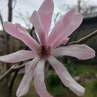 ※説明必読　ヒメコブシ　ピンク花　接木　シデコブシ　落葉樹　ガーデニング シデコブシの園芸品種ヒメコブシのピン「木の花」のアルバム