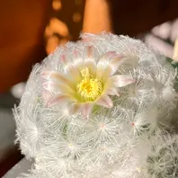 マミラリア白星(うさぎのほっぺ)です「2023年 多肉植物」のアルバム