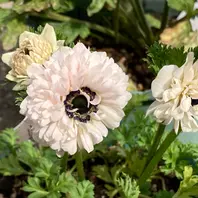 華金剛ダリア好きなピンク、花姿とも綺「球根の花」のアルバム