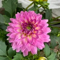 華金剛ダリア好きなピンク、花姿とも綺「球根の花」のアルバム