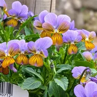 神戸べっぴんさんブルージャスミン暖か「神戸ビオラ」のアルバム