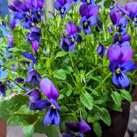 神戸べっぴんさんブルージャスミン暖か「神戸ビオラ」のアルバム