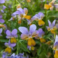 神戸べっぴんさんブルージャスミン暖か「神戸ビオラ」のアルバム