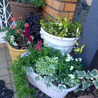 ネメシア・もふもふ レッドとホワイト「玄関前の寄せ植え」の