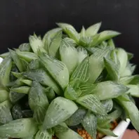 Top【選抜株】多肉植物　7367花菱 ハナビシ　10個　鉢無し/脱土 ハオルチア属 花菱（はなびし）「魅力的な多肉植物✨🌵」のアルバム