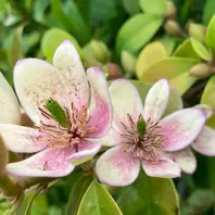 ディモルフォセカ✨3月10日に朝市で買「我が家の花 2023年
