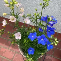PLANCHU 観葉植物 カラジウム ピンクシンフォニー 4号鉢 受け皿