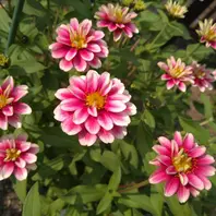 ジニア ザハラ ラズベリーリップル鉢「我が家の花たち2023秋〜2024