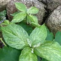大岩千鳥です ヤシャゼンマイと一緒に「趣味の園芸-hisako」の