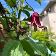 大岩千鳥です ヤシャゼンマイと一緒に「趣味の園芸-hisako」の