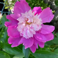 八重咲きの芍薬です たくさん増えました。「趣味の園芸-hisako」の