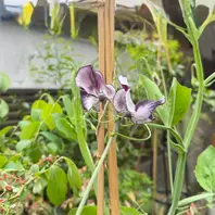 種からのスイートピーニンバススイー「開花記録」のアルバム