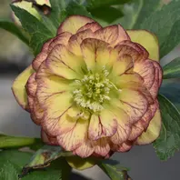 220144 DDグロス紅白の宝紅白の宝とは「加藤さんちのクリスマス