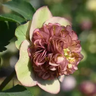 アンティークモーリー茶系アンティーク「加藤さんちのクリスマス