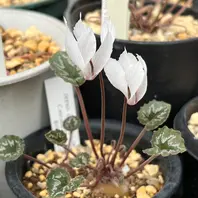 英国シクラメン協会ジャーナル16冊 幻の原種シクラメン ソマレンセ タイルバーン 英国シクラメン協会ジャーナル16冊 幻の原種シクラメン