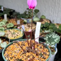 ミラビレ・タイルバーンニコラス「原種シクラメン2024〜2023冬