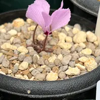 ミラビレ・タイルバーンニコラス「原種シクラメン2024〜2023冬」の