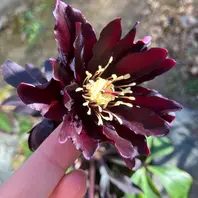 クリスマスローズ 『ブラックマジック「お庭の花たち」の クリスマスローズ 『ブラックマジック「お庭の花たち」の