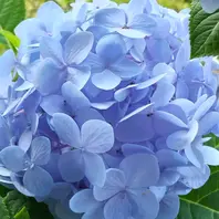 紫陽花パステル画８号 紫陽花☔️🔹🔹パステルカラーの、色ど「これぞアジサイの