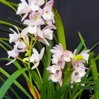 デンドロビューム原種Den.thyrsiflorum「我が家の洋蘭2024」のアルバム