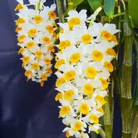 デンドロビューム原種Den.thyrsiflorum「我が家の洋蘭2024」のアルバム